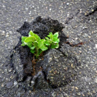 Resilient plant still living
