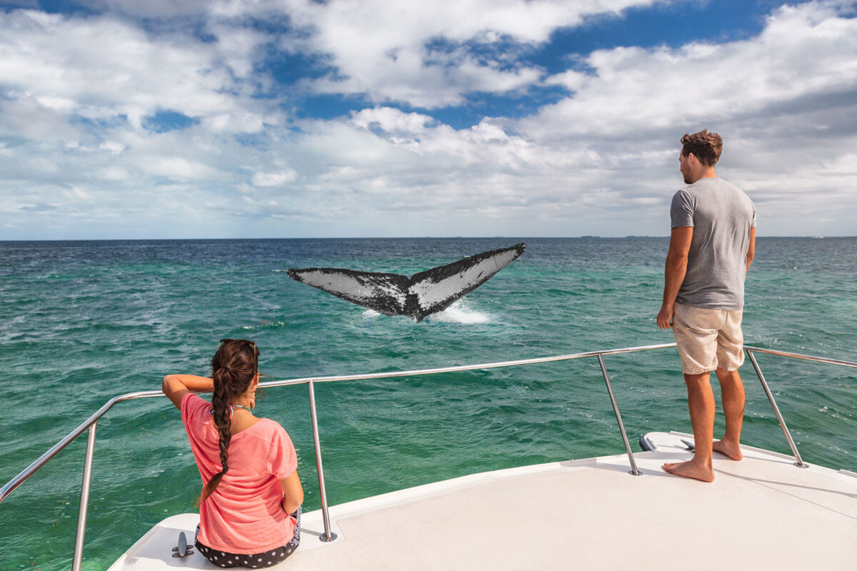 Whale watching together after couples therapy intensive